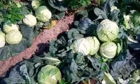 Сбор урожая