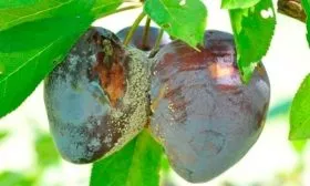 Методы борьбы и профилактики с болезнями и паразитами