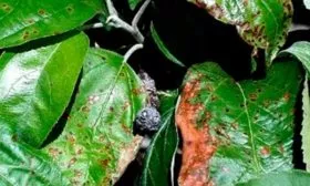 Методы борьбы и профилактики с болезнями и паразитами