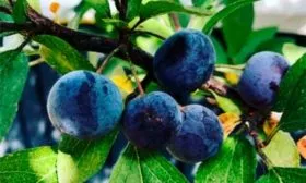 _морская слива