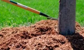 Мульчирование