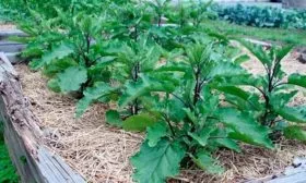 Мульчирование