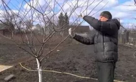 Обрезка и подготовка к зиме