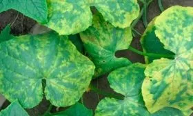 Обыкновенная мозаика