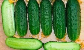 ogurec-kuzya-9