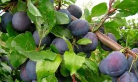 Описание дерева и плодов