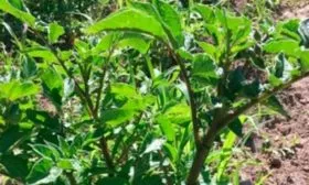 Описание куста