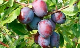 Описание плодов и дерева