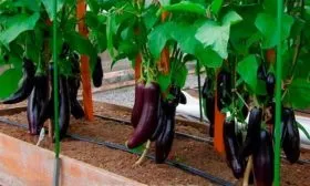 Описание растения