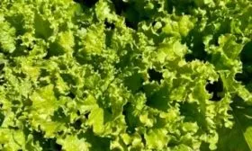 Описание внешнего вида, вкуса