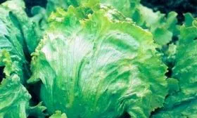 Описание внешнего вида, вкуса