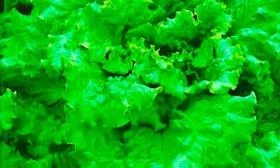 Описание внешнего вида, вкуса