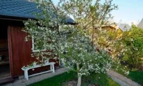 Опыление, период цветения и сроки созревания