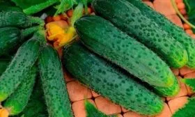 Урожайность