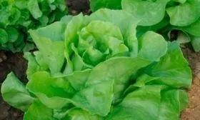 Вкусовые качества