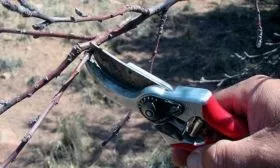 Особенности обрезки