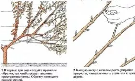 Особенности обрезки