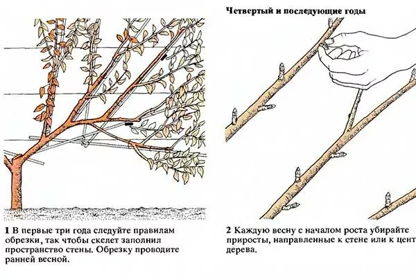 Особенности обрезки