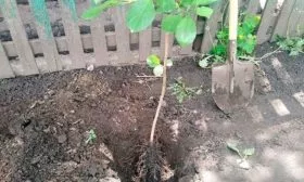 Особенности посадки