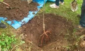 Особенности посадки