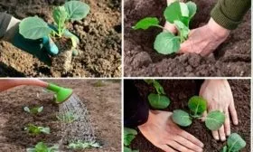 Особенности посадки