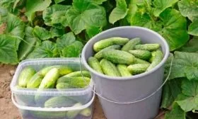 Особенности уборки и хранения