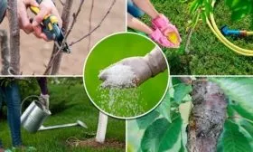 Особенности ухода