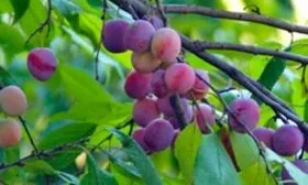 Особенности выращивания Казанской полукарликовой сливы