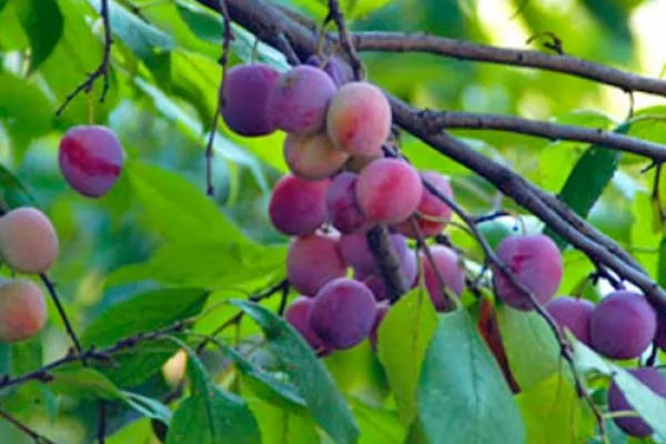 Особенности выращивания Казанской полукарликовой сливы