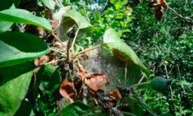 Паутинный клещ