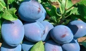 Плодоношение