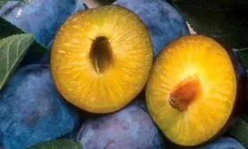 Плоды и их вкусовые характеристики