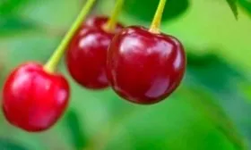 Плоды и их вкусовые характеристики