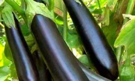 Плоды, их вкусовые качества и назначение