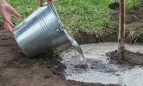 Подкормка и полив