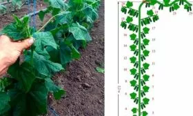 Подвязка и формирование кустов