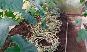 Подвязка и формирование кустов