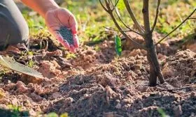 Полив и подкормка