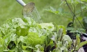 Полив свёклы_5