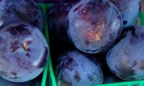 Польза сливы Мечта