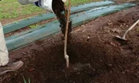 Посадка и уход