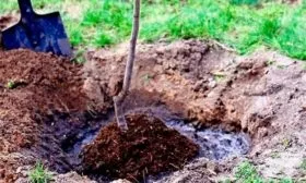 Посадка и уход за сливой