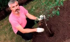 посадка саженца