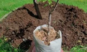 Посадка саженцев сливы на участке