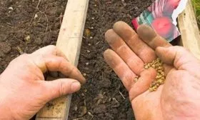 Посадка семян свёклы_6