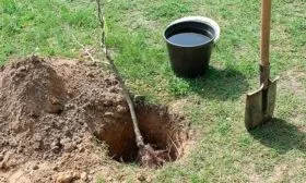 Посадка сливы