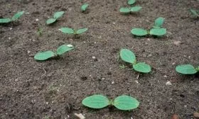 посев огурцов из семян напрямую в грунт