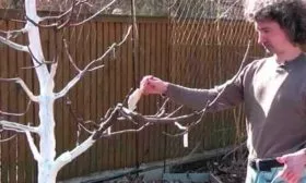 Последующий уход за культурой