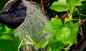 Последующий уход за огурцами