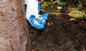 Последующий уход за сливой